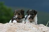 FOX TERRIER 703